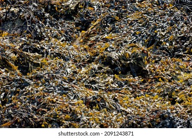 Close up of seaweed covering rocks. Brown seaweed - bladderwrack on the beach at low tide