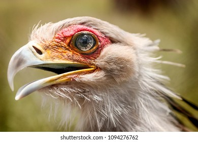 Close up of a Secetary Bird