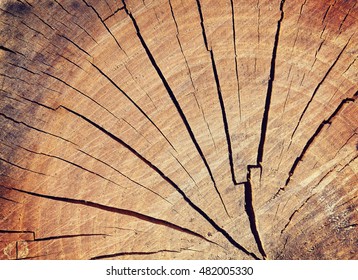 Close up section of a tree trunk, nature background.