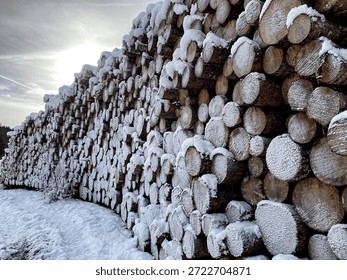 Close up of sections of tree trunks, covered in snow