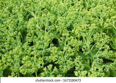 Close up of Sedum or Stonecrop hardy succulent ground cover perennial plant with clusters of closed dark green flower buds surrounded with thick leaves. - Shutterstock ID 1673180473