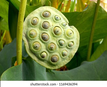 217 Lotus flower stages Stock Photos, Images & Photography | Shutterstock