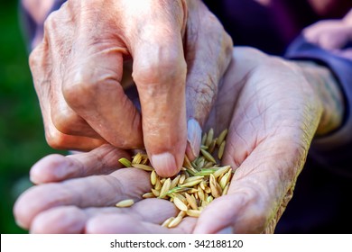 Close Up Seed On Hand,Seeding,Seedling,Agriculture. Rice Seed
