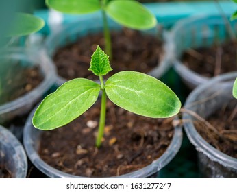 99 Butternut squash seedlings Images, Stock Photos & Vectors | Shutterstock