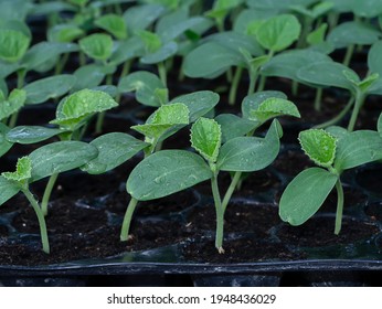 Close Up Seedlings Of Cantaloupe Plant. (Scientific Name Cucumis Melo Var. Cantalupensis)