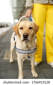 Close Up Of Seeing Eye Dog