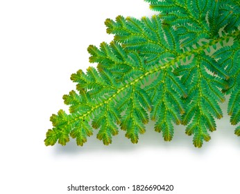 Nahaufnahme Selaginella krausiana fern leaf (Trailing Selaginella) auf weißem Hintergrund mit weichem Schatten. (Wissenschaftliche Bezeichnung: Selaginella spp.)