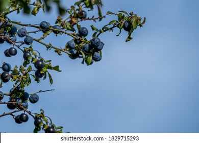 Close Up Selected Focus  Of Ripened Sloe Berries On A Blackthorn (prunus Spinosa) Tree In The Autumn Ready For Picking And Adding To Vodka To Make Sloe Gin