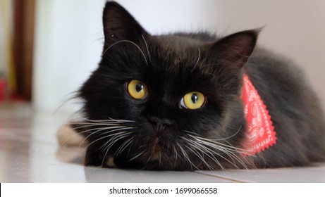 Close up and selective focus of Black cat, a common domestic cat with solid black coats with yellow eyes
