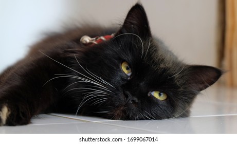 Close up and selective focus of Black cat, a common domestic cat with solid black coats with yellow eyes