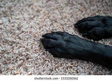 Close Up Selective Focus Of Black Labrador Retriever Dog Paws On Carpet Inside The Home