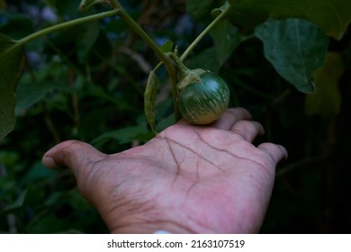 Close Up And Selective Focus With Blurred Background Of Asian Hand Of Male Is Picking Fruit Or Vegetable That His Family Planted With Beautiful Sun Lighting.