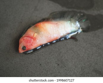 Close Up And Selective Focus Dead Betta Fish Which Had Symptoms Of Inflamed Gills, One Or Both Gills Will Appear Swollen And Red, And Will Not Close Properly. Betta Will Likely Be Gasping For Air