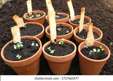 Close Up Selective Focus Different Kinds Of Seedling In Small Terra Cotta Pots With Biodegradable Blank Wooden Plant Lables Marker On The Ground. Gardening And Springtime.