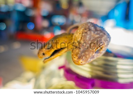 Close up of selective focus of gecko head with a blurred snake behind, prepared by locals on an island off the coast of Laos, at the Golden Triangle Special Economic Zone Chinatown
