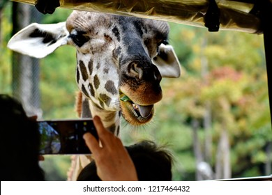 Close up and selective focus head and face of giraffe with tourist are taking photos by smartphone in the open zoo.