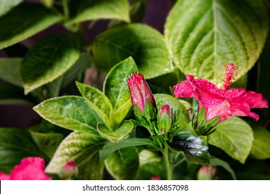 Nahaufnahme mit selektivem Fokus auf eine Hibiskusblume. Eine rote Hibiskusblume, während der Eröffnung der Blume.  Detaillierte Makrofotografie während der Blüte des Hibiskus, mit den grünen Blättern. 