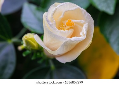 Nahaufnahme mit selektivem Fokus auf eine Hibiskusblume. Eine weiße Hibiskusblume, während sie die Blüte öffnet.  Detaillierte Makrofotografie während der Blüte des Hibiskus, mit den grünen Blättern.