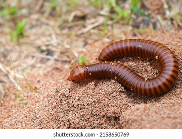 Close up and Selective focus of millipede in nature