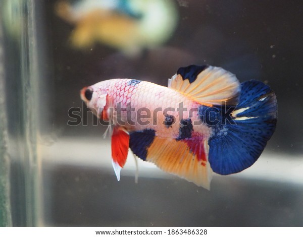 Close Selective Focus New Variation Ikan Stock Photo Edit Now 1863486328