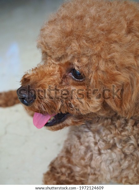 Close up and\
selective focus on the face of Brown color Poodle, a breed of water\
dog. Divided into four varieties based on size. the Standard,\
Medium, miniature  Toy poodle\
