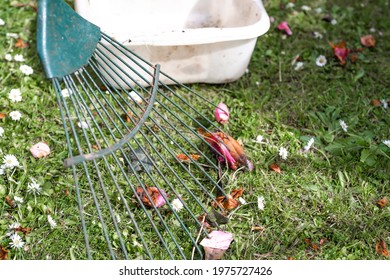 Close And Selective Focus On A Green Leaf Rake Among Dead Vegetation In A Garden