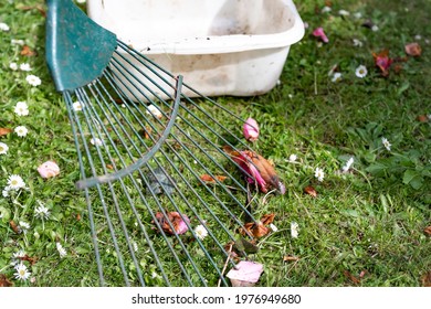 Close And Selective Focus On A Green Leaf Rake Among Dead Vegetation In A Garden