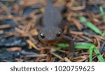 Close up with selective focus on a rough skinned newt - taricha granolas - making its way across a needle covered fire road on a rainy Pacific Northwest day