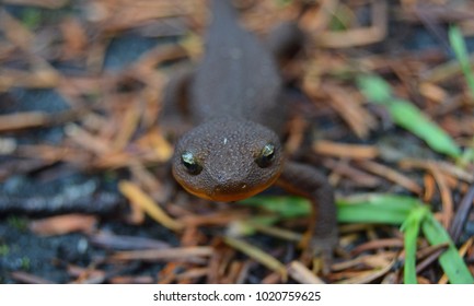 Close up with selective focus on a rough skinned newt - taricha granolas - making its way across a needle covered fire road on a rainy Pacific Northwest day