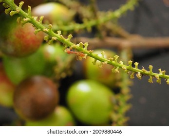 Matoa Tree Images, Stock Photos u0026 Vectors  Shutterstock