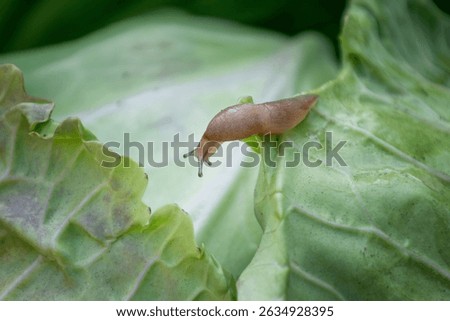 Close up selective focus of a slug crawling on a vibrant green cabbage leaf, highlighting the pest's presence in a garden setting and potential damage to crops