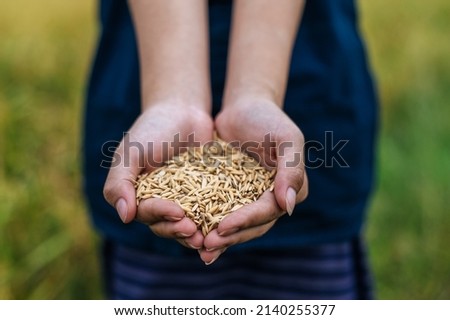 Close up and selective focus two hands of beautiful Asian young woman farmer holding organic rice, blurred rice field on background, copy space