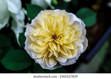 close up selective focus of white yellow rose outdoor with dewdrop or water drop or rain droplet in the garden with blurred background - Powered by Shutterstock