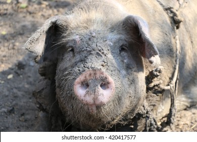 Close up selective focused of dirt pig with mud in domestic farm