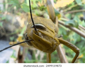 close up and selective macro of the texture of a garden grasshopper, or grasshopper 
Insects belonging to the suborder Caelifera.