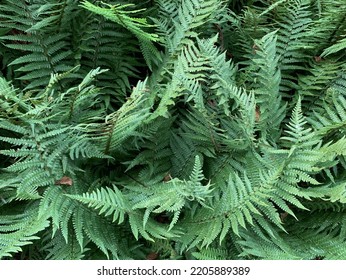 Close up of the semi-evergreen tall growing Dryopteris affinis Scaly Male Fern seen in the UK in late September. 