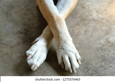 Close Up Senior Dog 's Front Legs, Feet And His Unclipped Long Toenails.  High Angle Shot Of Cross Front Paws. No Pet Grooming And No Pedicure.