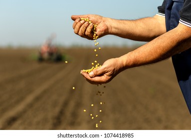 Close Up Of Senior Farmer With Soybean Seed In His Hands.