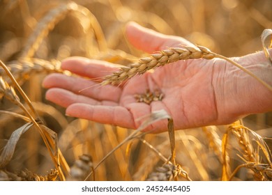 Close up of senior farmers hands holding and examining grains of wheat of wheat against a background of ears in the sunset light. - Powered by Shutterstock