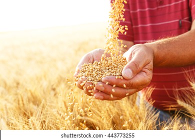 Close Up Of Senior Farmers Hands Holding And Examining Grains Of Wheat.