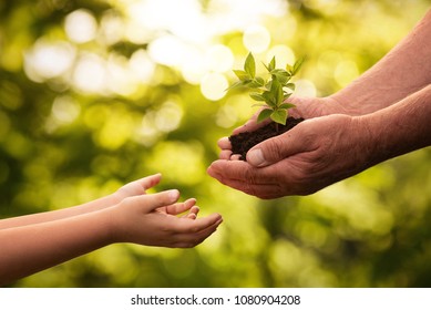Close up of senior hands giving small plant to a child over defocused green background with copy space