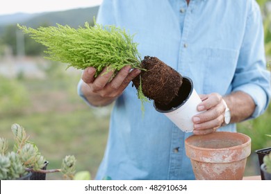 Close up of senior man planting some plants into terracotta pot / Man working in his garden - Powered by Shutterstock