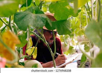 Close Up Of Senior South East Asian Farmer Examining And Checking Agriculture Plants