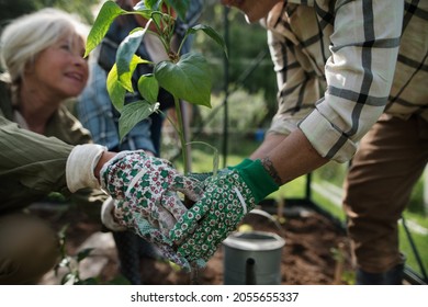 Close Up Of Senior Women Friends Hands Planting Vegetables In Greenhouse At Community Garden.