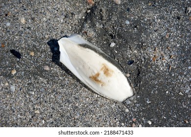 Close Up Of Sepia Shells On The Beach                              