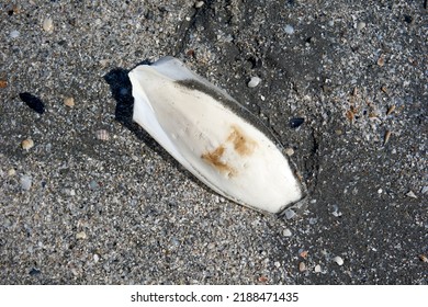 Close Up Of Sepia Shells On The Beach                              