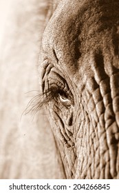 A close up sepia tone abstract image of an elephants face.