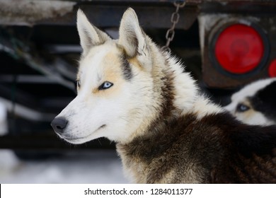 Close Up Of Seppala Siberian Sleddogs With Blue Eyes Waiting To Be Harnessed For Dog Sled Races