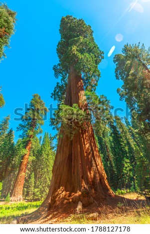 close up of sequoia tree in Sequoia National Park tree in the Sierra Nevada in California, United States of America. Sequoia NP is famous for its large amount of largest sequoia trees in the world.