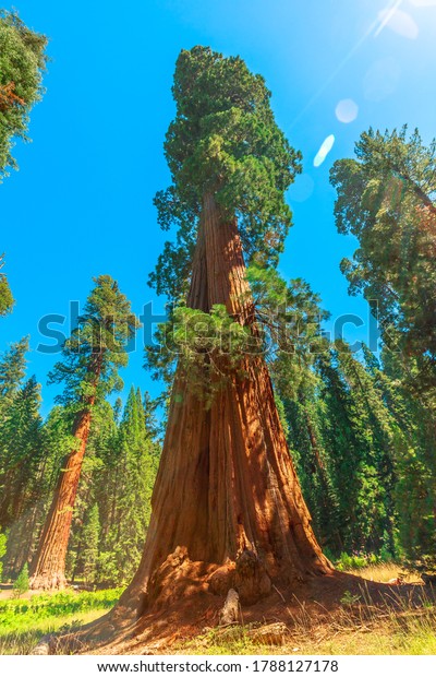 close up of sequoia tree in Sequoia National Park\
tree in the Sierra Nevada in California, United States of America.\
Sequoia NP is famous for its large amount of largest sequoia trees\
in the world.